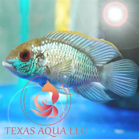 BLUE ACARA – Texas Aqua LLC