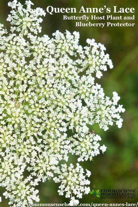 Queen Anne's Lace - Butterfly Host Plant and Blueberry Protector ...