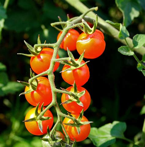 Cherry Tomato | From my garden | Teresa Boardman | Flickr