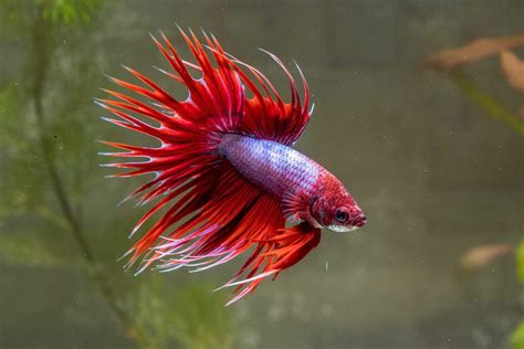 48 Types of Betta Fish: Tail Types, Colors & Patterns