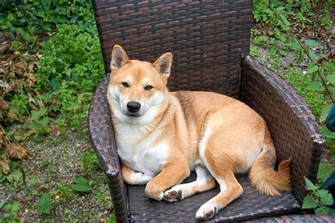 Shiba Inu Pomeranian Mix Puppies