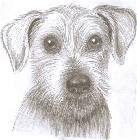 Free Drawings Of Dog, Download Free Drawings Of Dog png images, Free ...