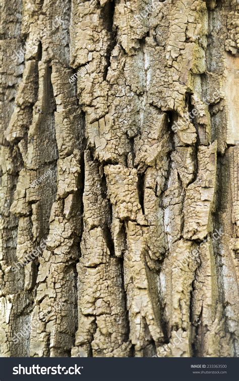 Poplar Tree Bark Background 1 Stock Photo 233363500 - Shutterstock