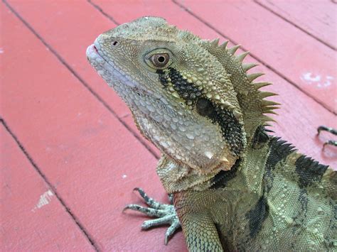 Lizard - Brisbane Botanic Gardens, Mount Coot-tha | Australi… | Flickr