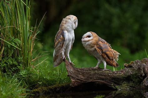 Achtergronden Uilen Vogels Tyto Twee 2 Dieren