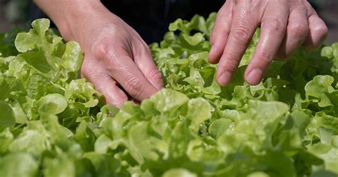 How and When to Harvest Leaf Lettuce | Gardener’s Path