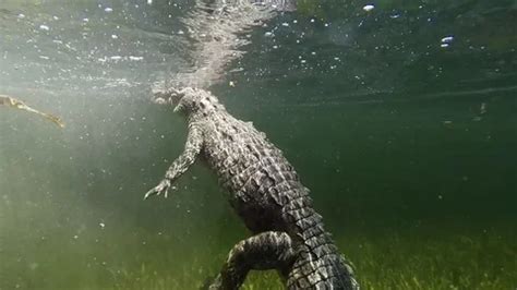 Remarkable shot of an alligator swimming... | Stock Video | Pond5