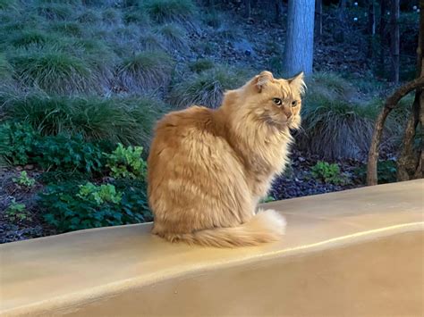 Nutmeg the Magic Key Terrace Cat Passes Away at Disney California ...