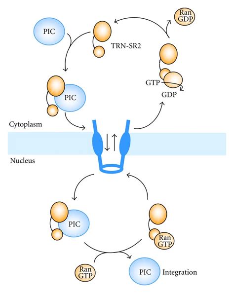 Scheme of nuclear import of the PIC and TRN-SR2 recycling. | Download ...