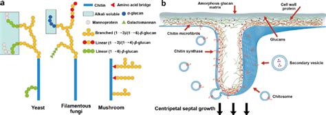 (a) Schematic illustration showing chitinous structures found in ...