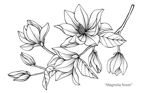 Premium Vector | Magnolia flower drawing illustration