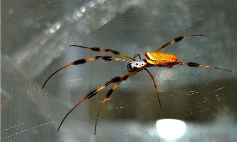 Scientists unravel the mysteries of spider silk | Laboratory Talk