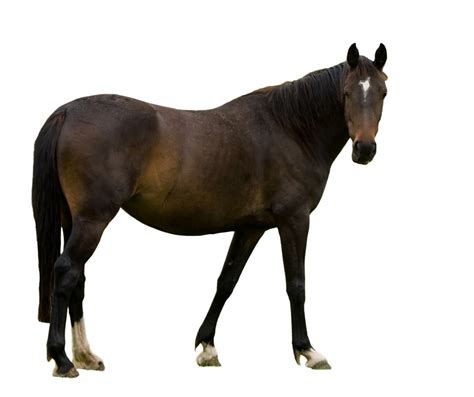 Horse Isolated White Background Free Stock Photo - Public Domain Pictures