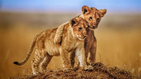 Free photo: Lion Cubs - Animal, Brown, Cubs - Free Download - Jooinn