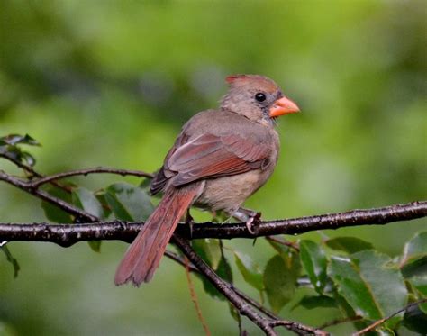 Juvenile female cardinal. | Backyard Wildlife in North Carolina | Pin…