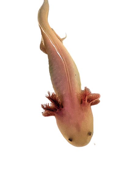 Albino Axolotl - AXOLOTLS AUSTRALIA