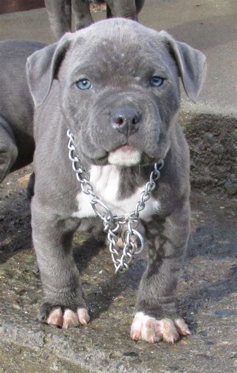 Gray Blue Nose Pitbull Puppies
