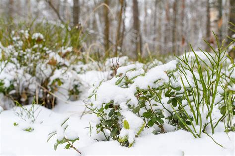 Easy Guide To Fertilizing Blueberry Plants | Jung Seed’s Gardening Blog