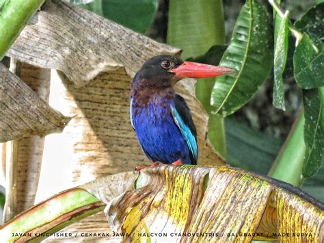 Birds of Bali - Galery