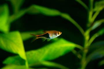 Mastering Lambchop Rasbora Care: Your Guide to Tank Mates and Frequently Asked Questions ...