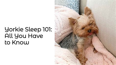 Yorkie Sleeping 101: All You Have to Know • Yorkies Gram 2024