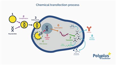 What is transfection? - Polyplus transfection - YouTube