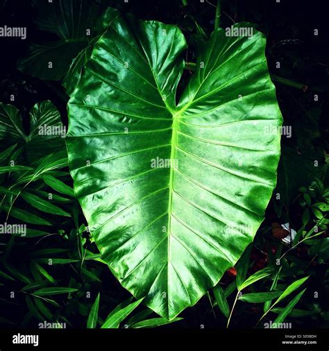 It's a photo of a fresh large leaf from a tropical plant in a botanic ...