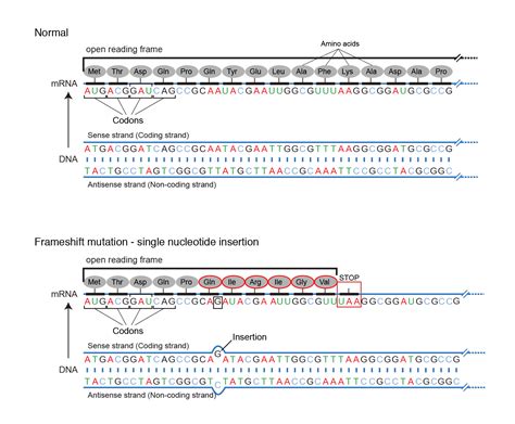 Dna mutation simulation answer key - legacylasopa