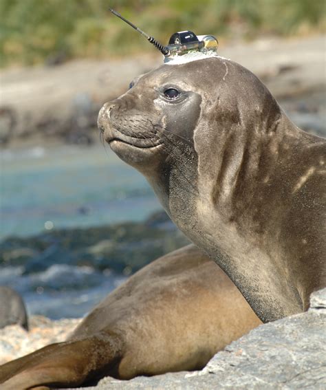 Seals lend scientists a helping flipper in the Southern Ocean | Ars ...