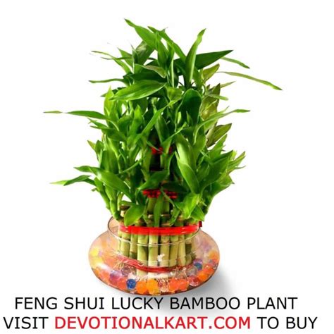 Buy Feng Shui Lucky Bamboo Plant for Home and Office