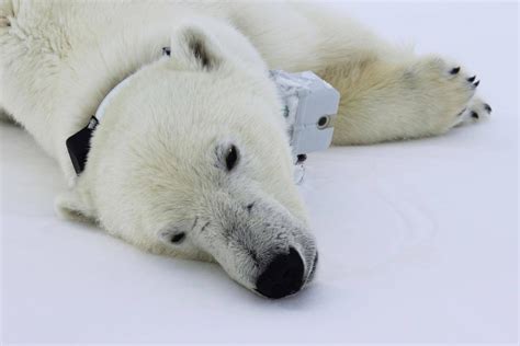 Study suggests polar bears having tougher time hunting - The Globe and Mail