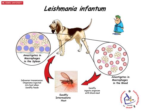 NCSU Veterinary Parasitology