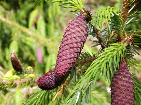 Growing and caring for Conifers - Master Gardeners - MCBG Corp. 2024 ...