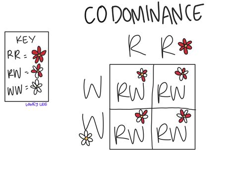 Incomplete Dominance Vs Codominance Examples