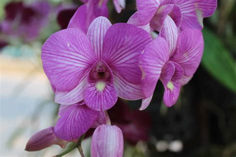 Types of Orchids in Thailand - Thinglish Lifestyle