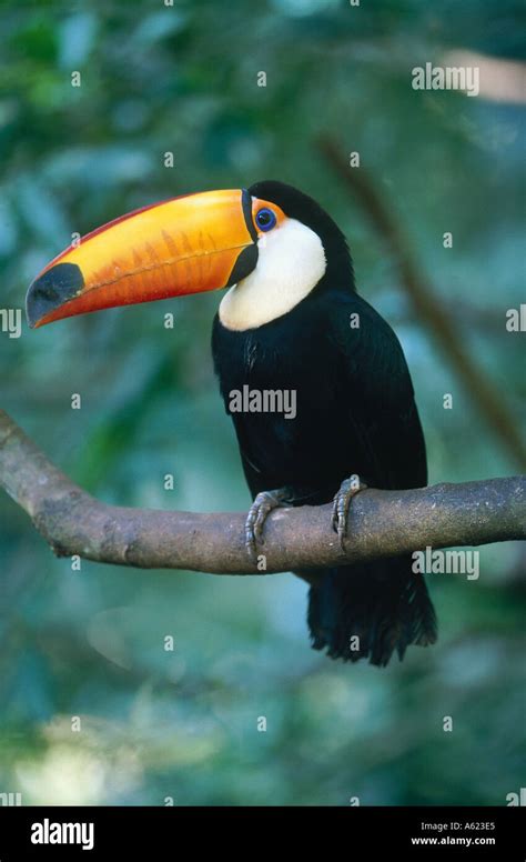 Brazil South America Amazonia Amazon Jungle Toucan Bird perched on a ...