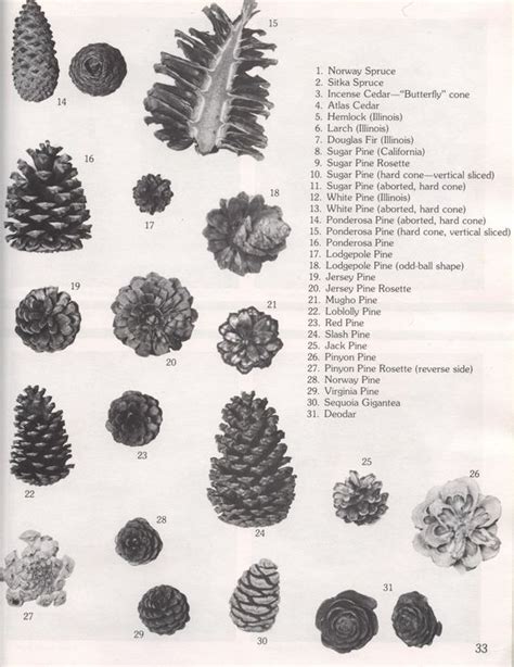 Pine Cone Identification | Seed Pod Collection | Pinterest | Pine cones ...