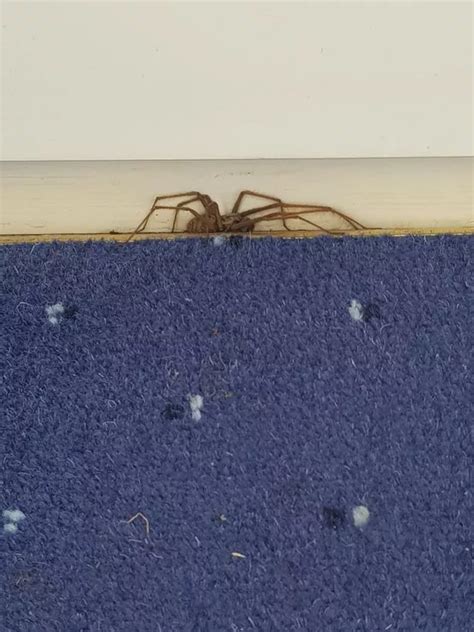 Spider mating season sparks invasion of Liverpool homes - Liverpool Echo