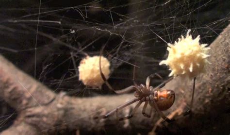 When it comes to widow spiders, Brown is the new Black. - Corky's Pest ...