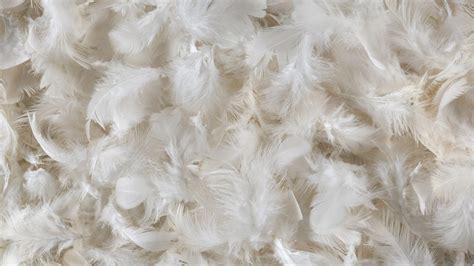 Will your future meals include food made of chicken feathers?