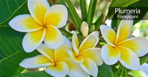 Plumeria Flower: How To Care For The Frangipani Tree