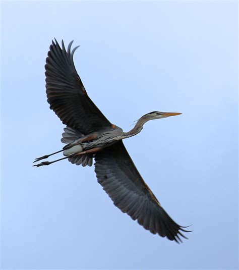 Great Blue Heron Wingspan Pictures for Your Website on Animal Picture Society