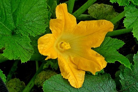 cucumber flower - KidsGardening