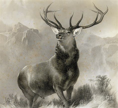 The Monarch of the Glen, 1852 Drawing by Edwin Landseer - Pixels