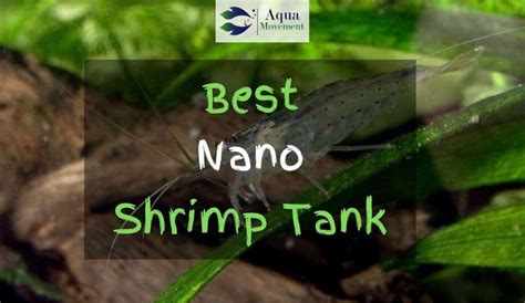 Best Nano Shrimp Tanks In 2023 - Top 5 Review | Aqua Movement