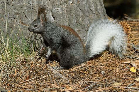 Kaibab Squirrel (Sciurus aberti kaibabensis) or tassel-eared squirrel photo or image | Tom & Pat ...