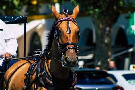 Premium Photo | Horse cart