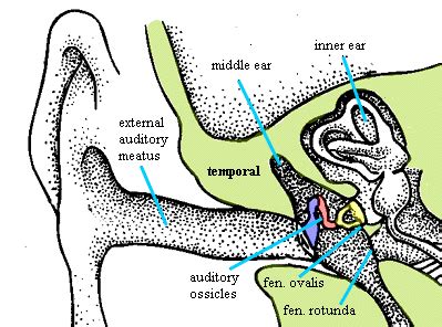 Palaeos Vertebrates: Bones: Ear: Incus