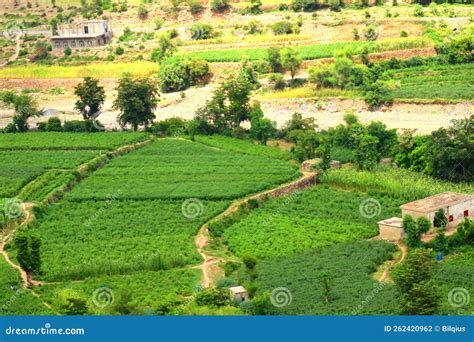 Nature in Yemen - Pictures of Fields and Roses - the Beauty of Nature in Yemen Stock Photo ...