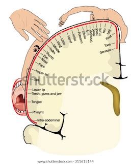 Somatosensory Cortex | Function, Location & Structure - Video & Lesson Transcript | Study.com